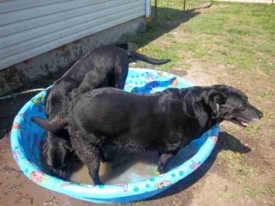 Animal Outings Image